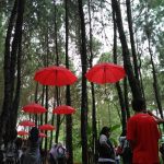Hutan Pinus Songgon